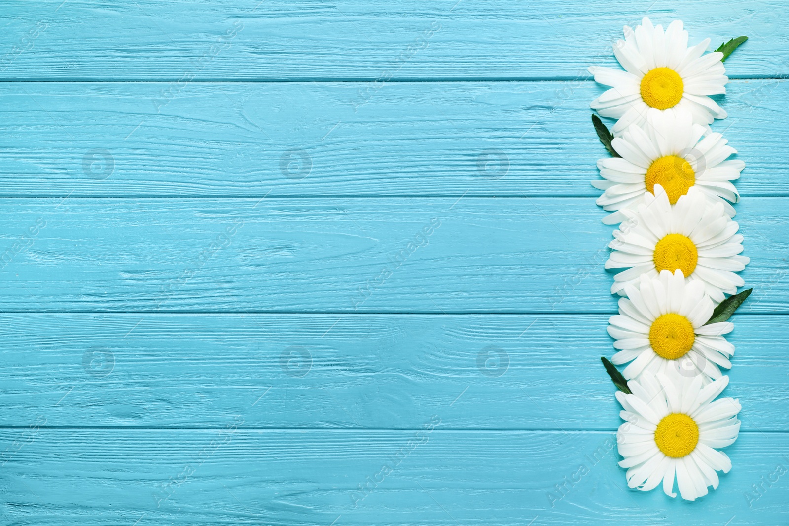 Photo of Beautiful chamomile flowers on blue wooden background, top view. Space for text