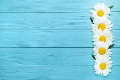 Beautiful chamomile flowers on blue wooden background, top view. Space for text