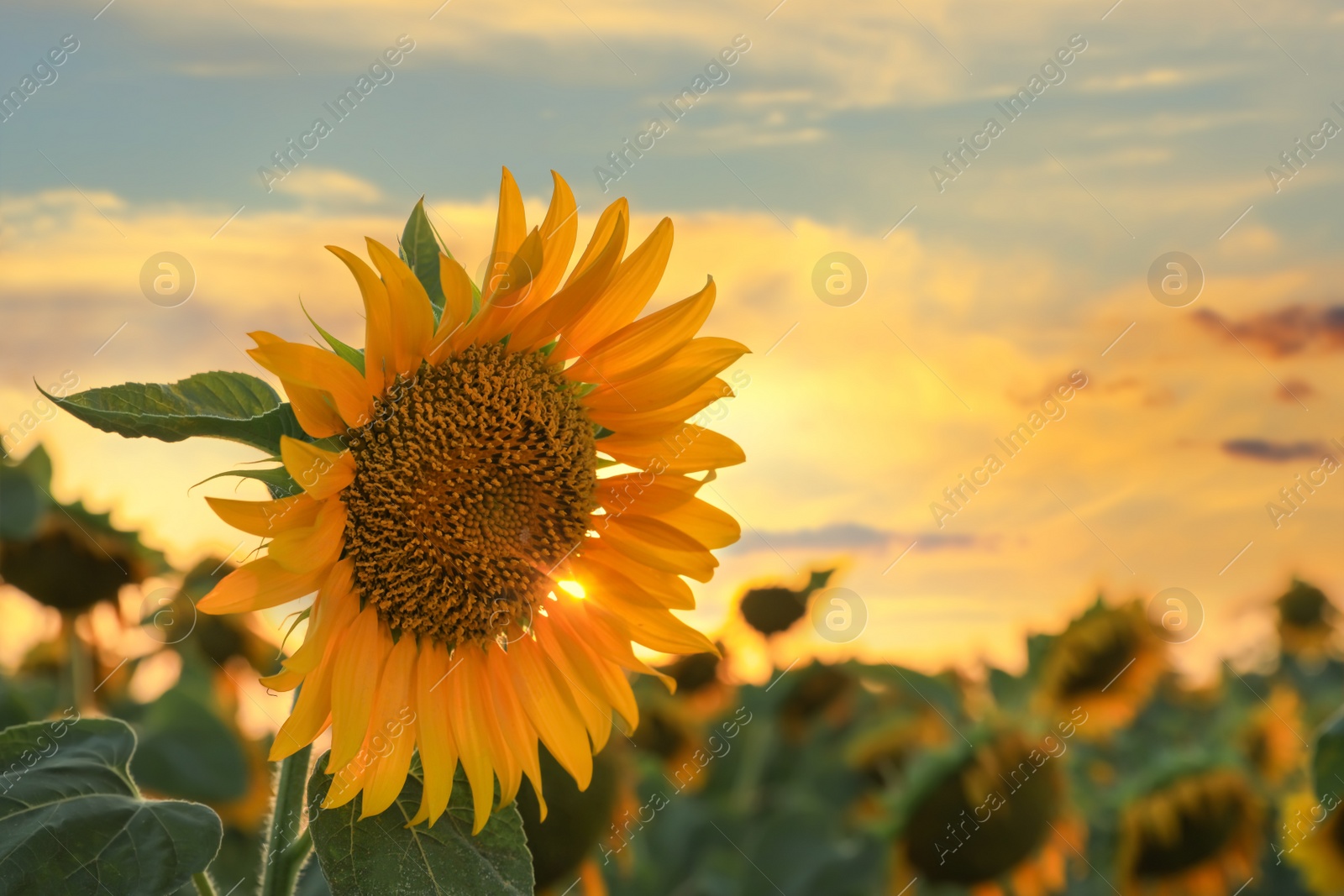 Photo of Sunflower growing in field outdoors, space for text