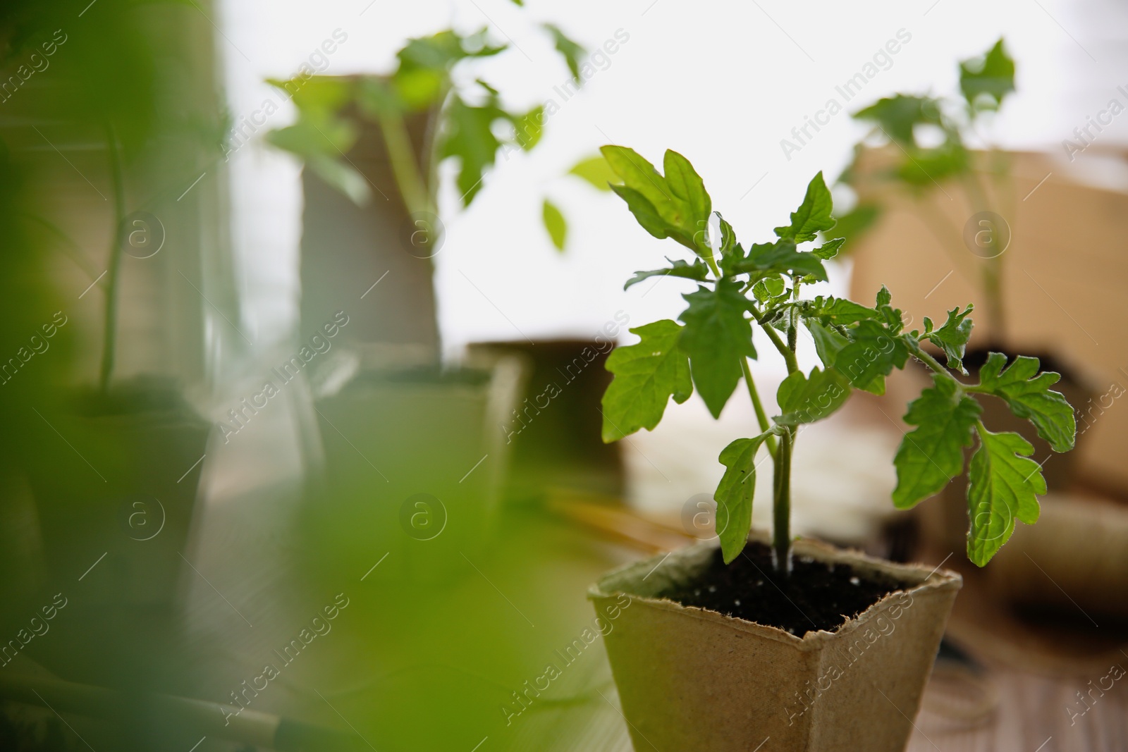 Photo of Green tomato seedling in peat pot on table, closeup