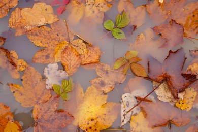 Photo of Beautiful orange autumn leaves in puddle, top view