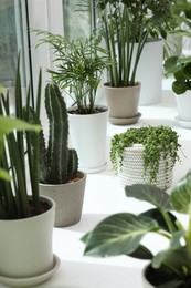 Many beautiful potted houseplants on windowsill indoors