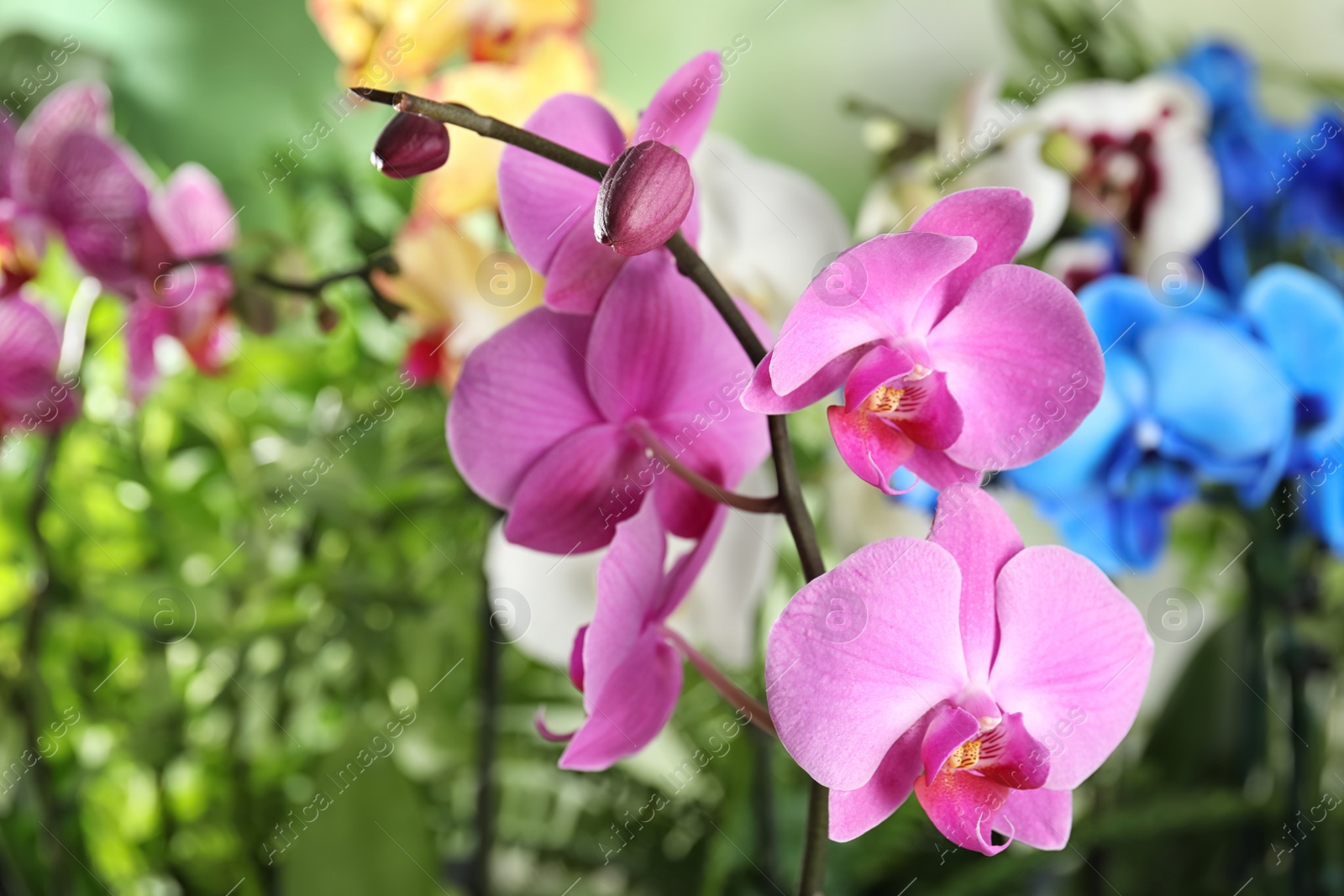 Photo of Beautiful tropical orchid flowers on blurred background