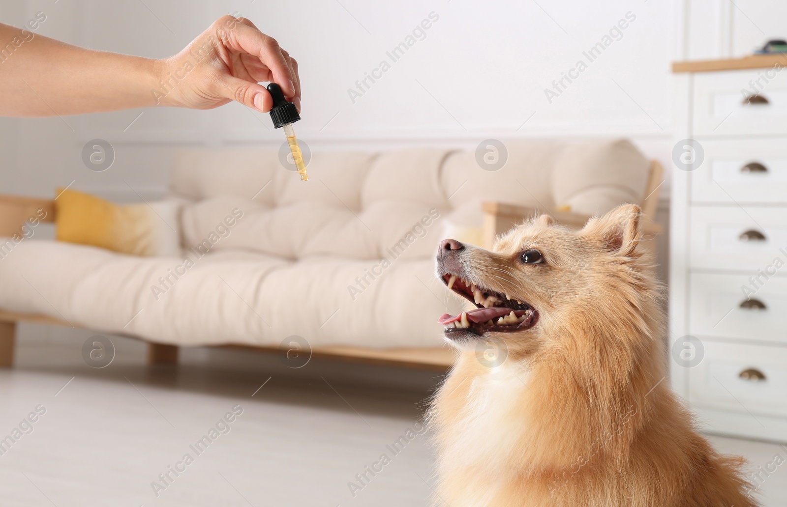 Photo of Woman giving tincture to cute dog at home, closeup