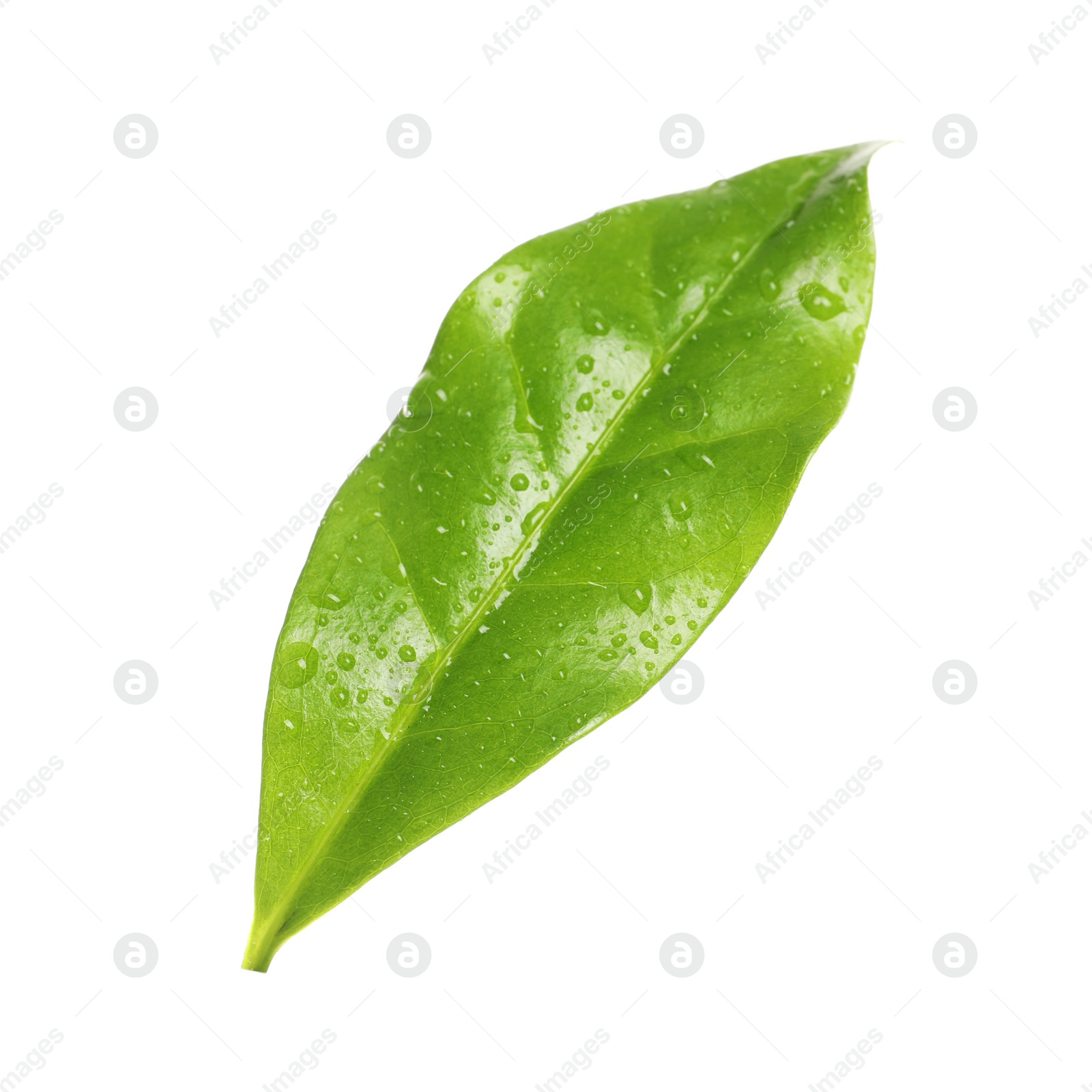 Photo of Fresh green coffee leaf with water drops isolated on white