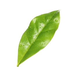 Photo of Fresh green coffee leaf with water drops isolated on white