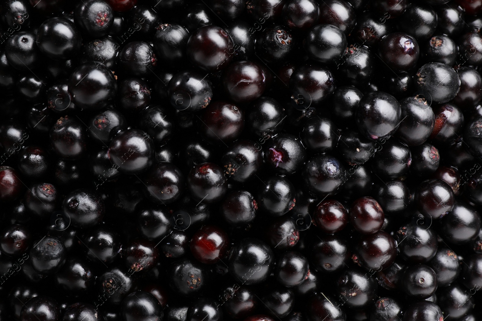 Photo of Black elderberries (Sambucus) as background, top view