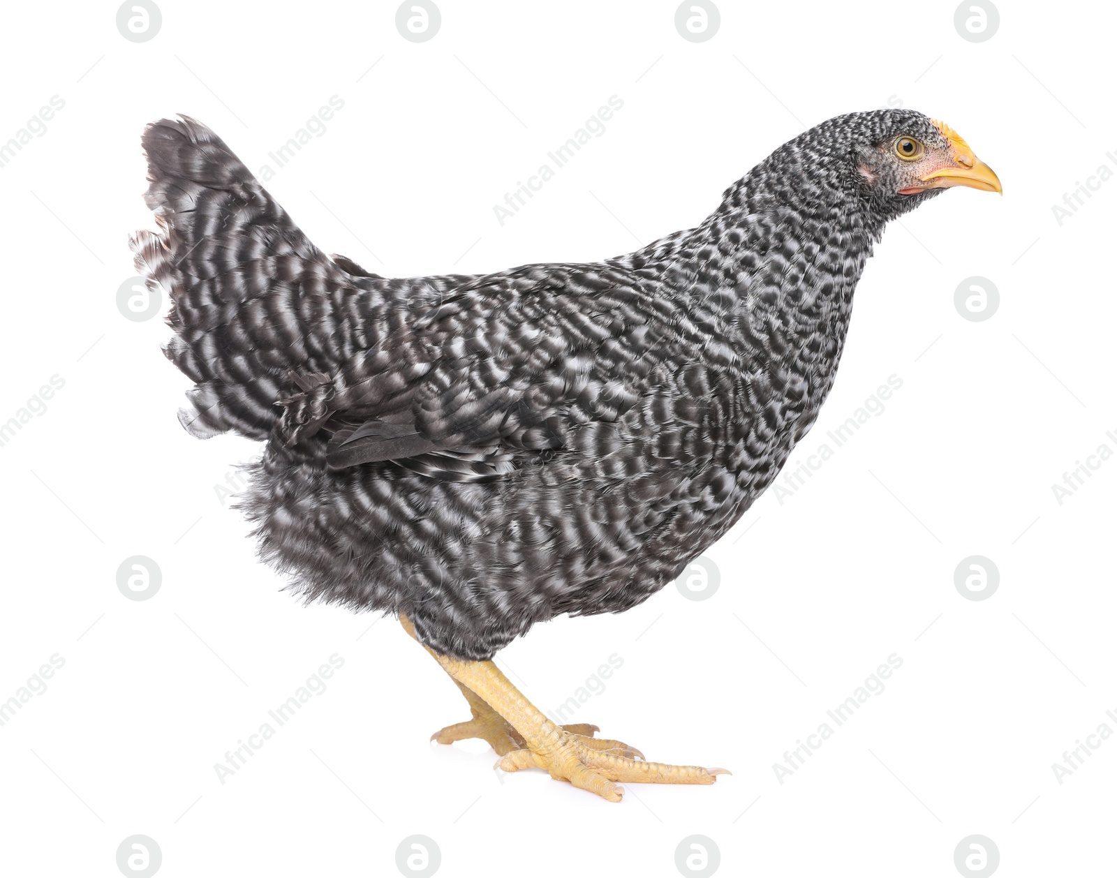 Photo of Beautiful chicken on white background. Domestic animal