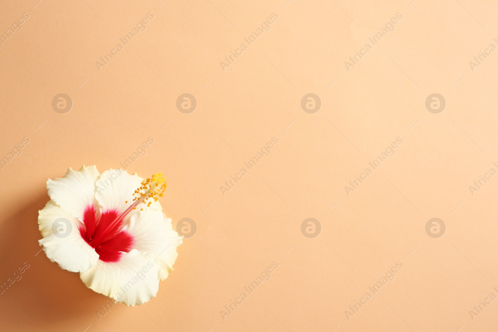 Photo of Beautiful tropical Hibiscus flower on color background with space for design, top view