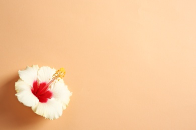 Photo of Beautiful tropical Hibiscus flower on color background with space for design, top view