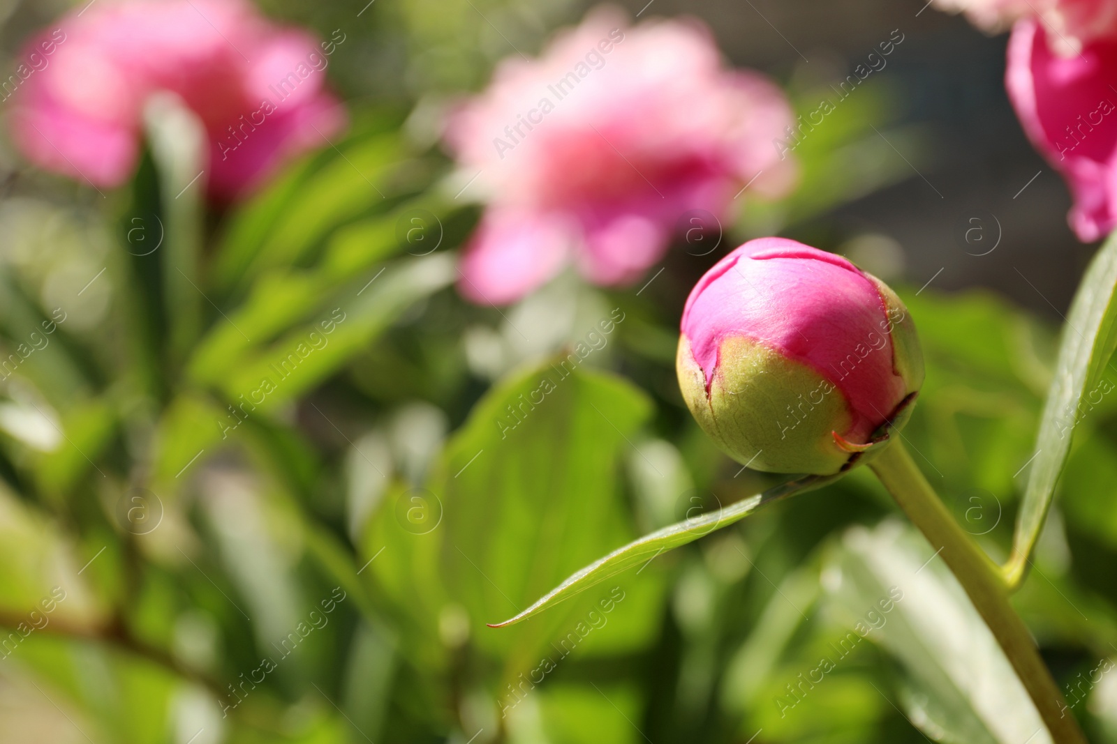 Photo of Beautiful pink peony bud outdoors, closeup. Space for text