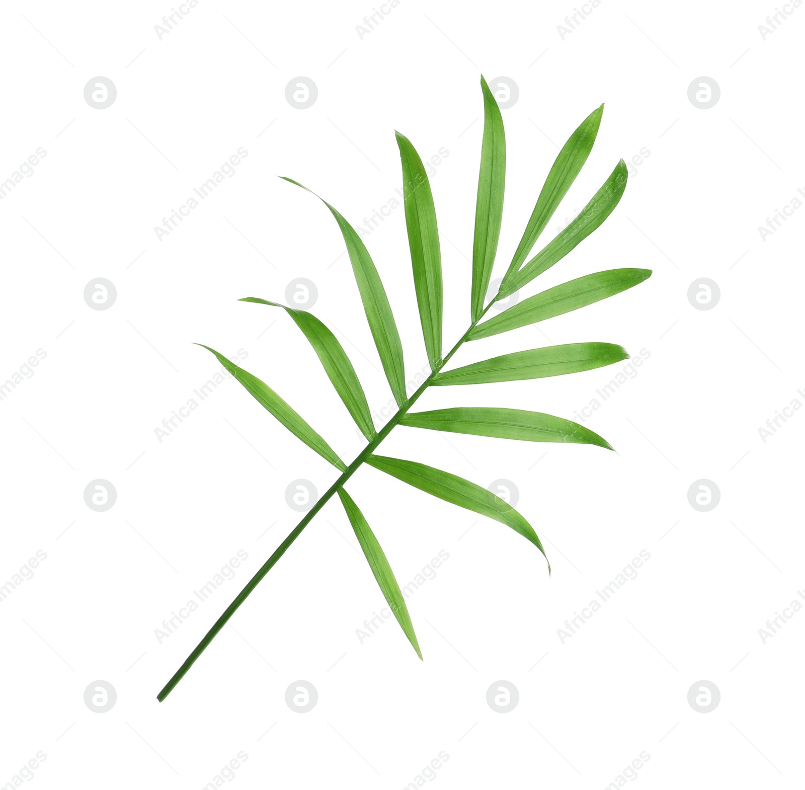 Photo of Beautiful green coconut leaf on white background