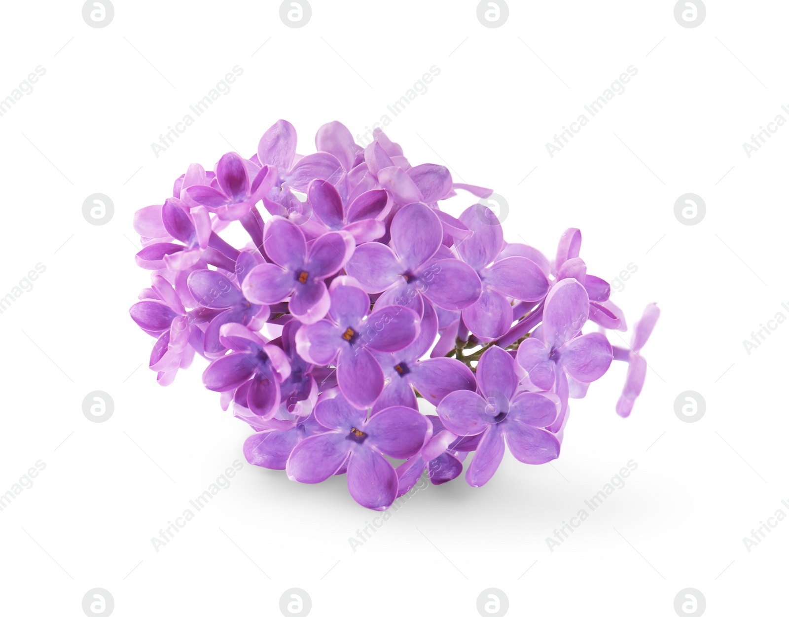 Photo of Beautiful fragrant lilac flowers isolated on white