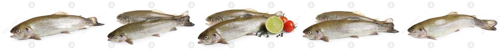 Image of Set of fresh cutthroat trout fish on white background