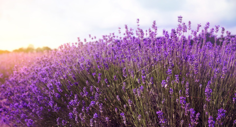 Image of Beautiful sunlit lavender field, banner design  
