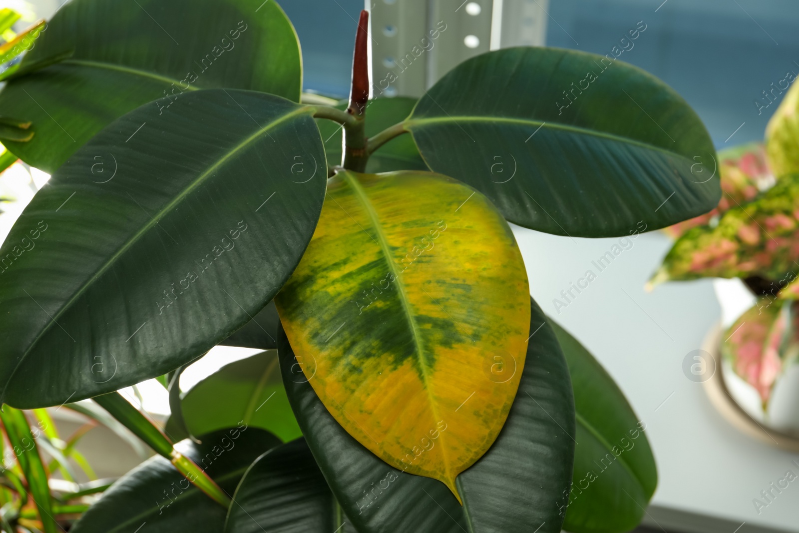 Photo of Houseplant with leaf blight disease indoors, closeup