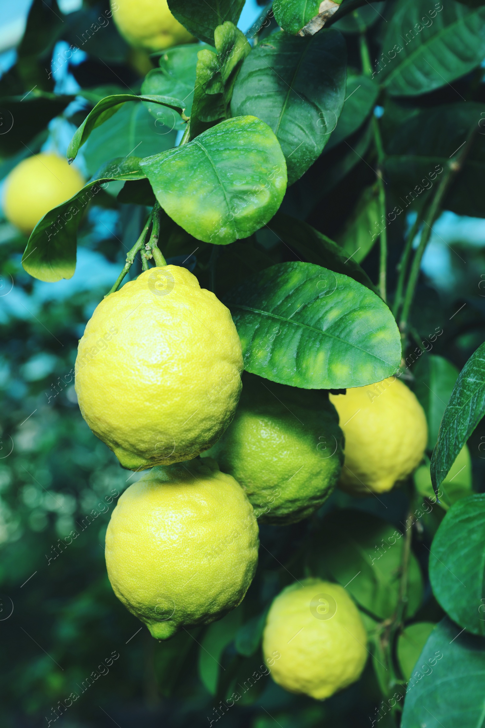 Photo of Unripe lemons growing on tree outdoors, closeup