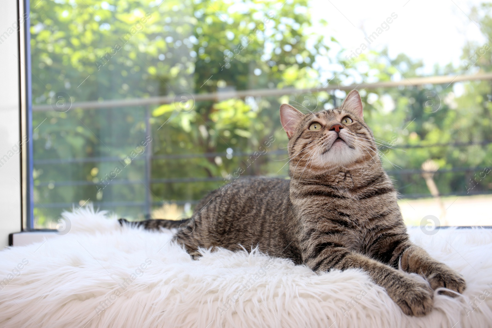 Photo of Cute cat resting on fuzzy blanket at home