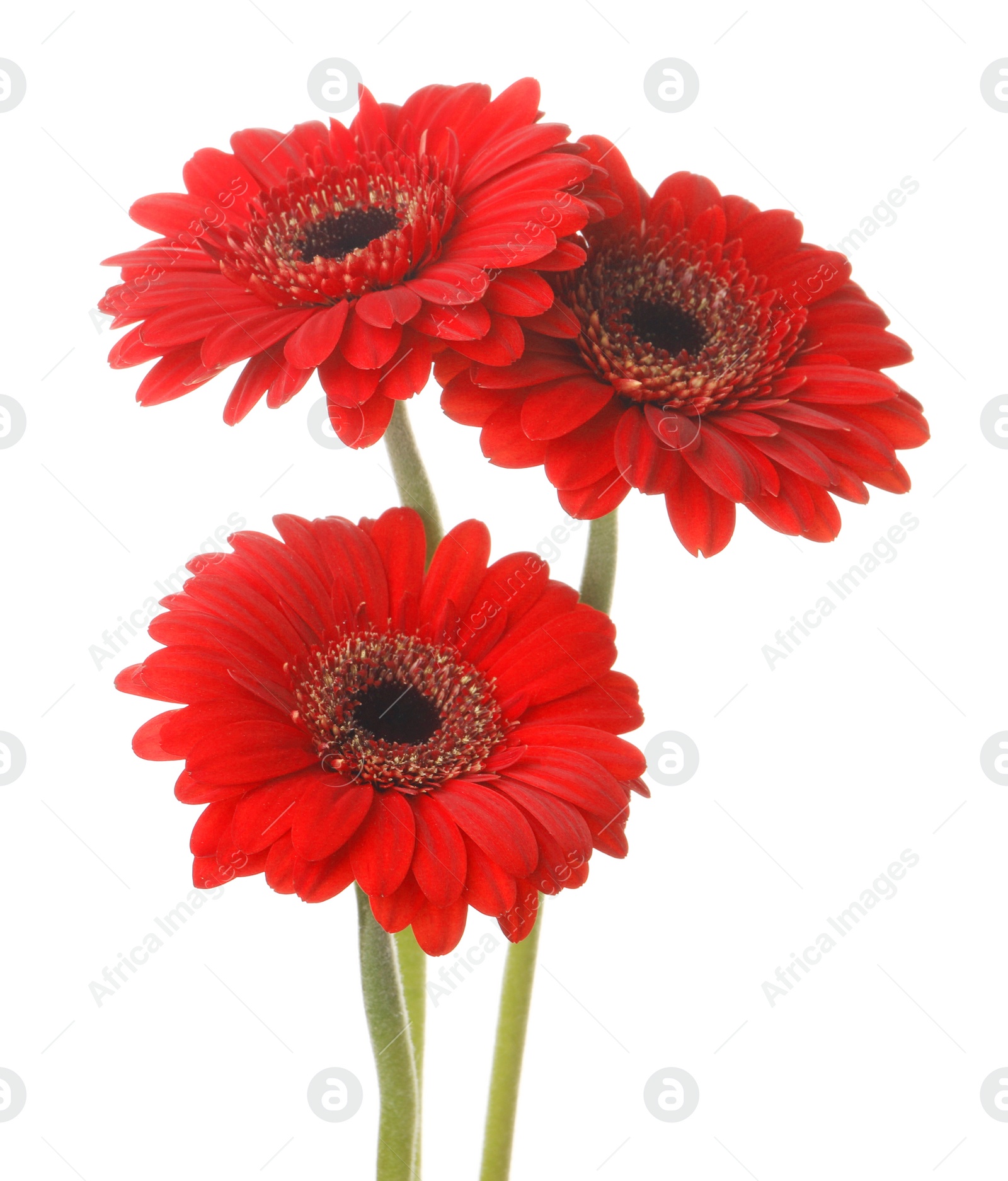 Photo of Bouquet of beautiful red gerbera flowers on white background