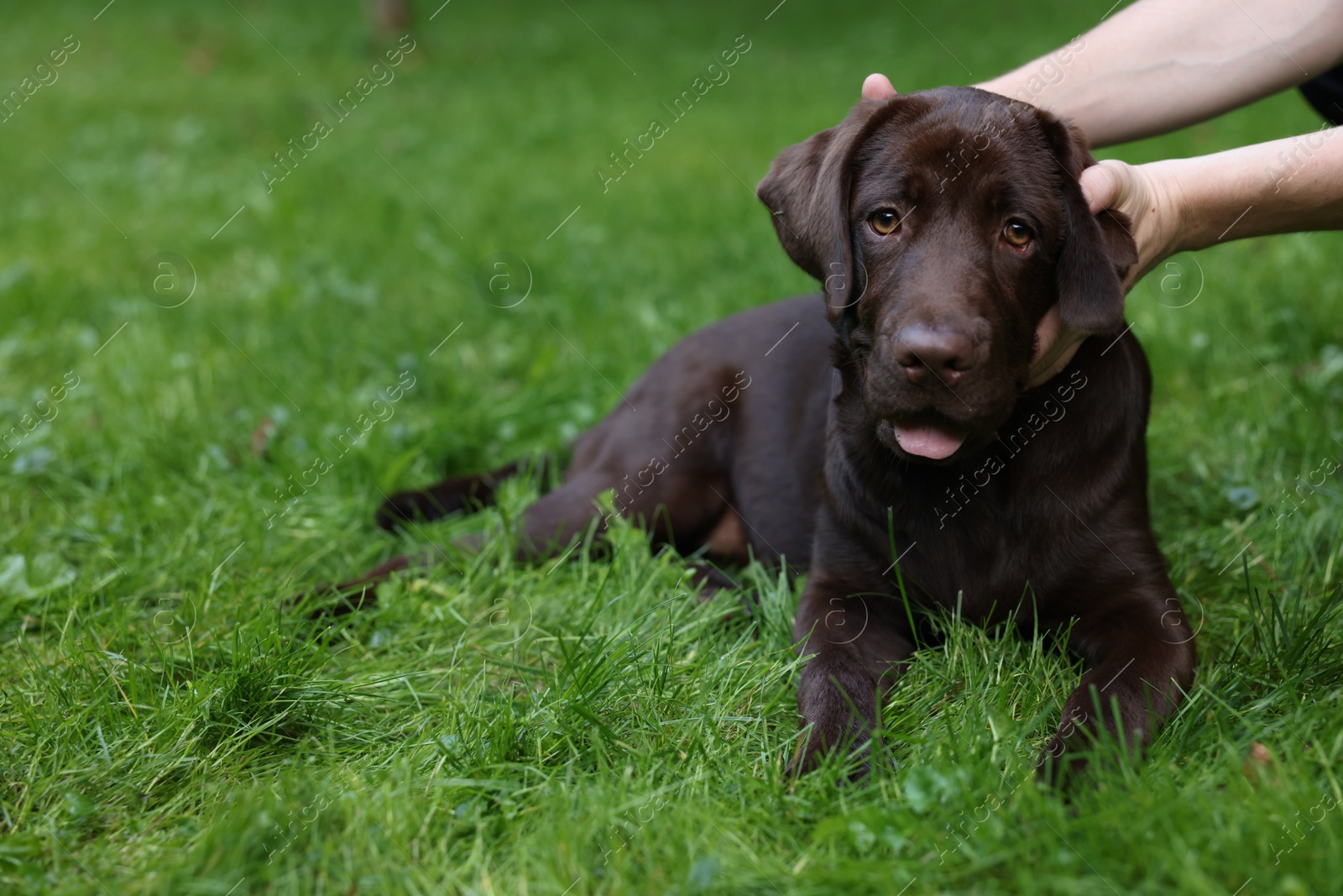 Photo of Man with adorable Labrador Retriever dog on green grass in park, closeup. Space for text