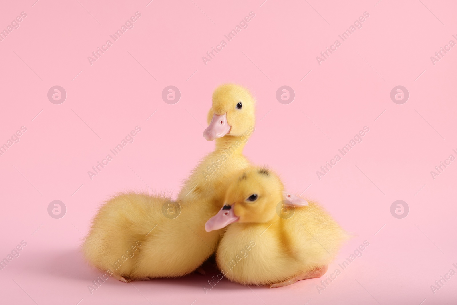 Photo of Baby animals. Cute fluffy ducklings sitting on pink background