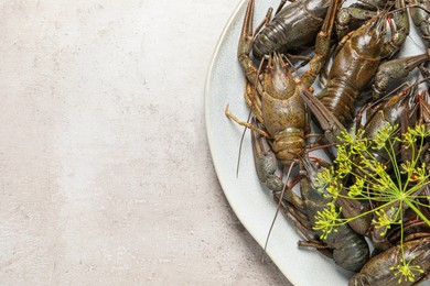 Photo of Fresh raw crayfishes with dill on light grey table, top view. Space for text