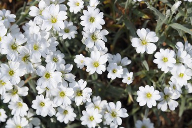 Photo of Beautiful white snow-in-summer flowers outdoors, closeup view