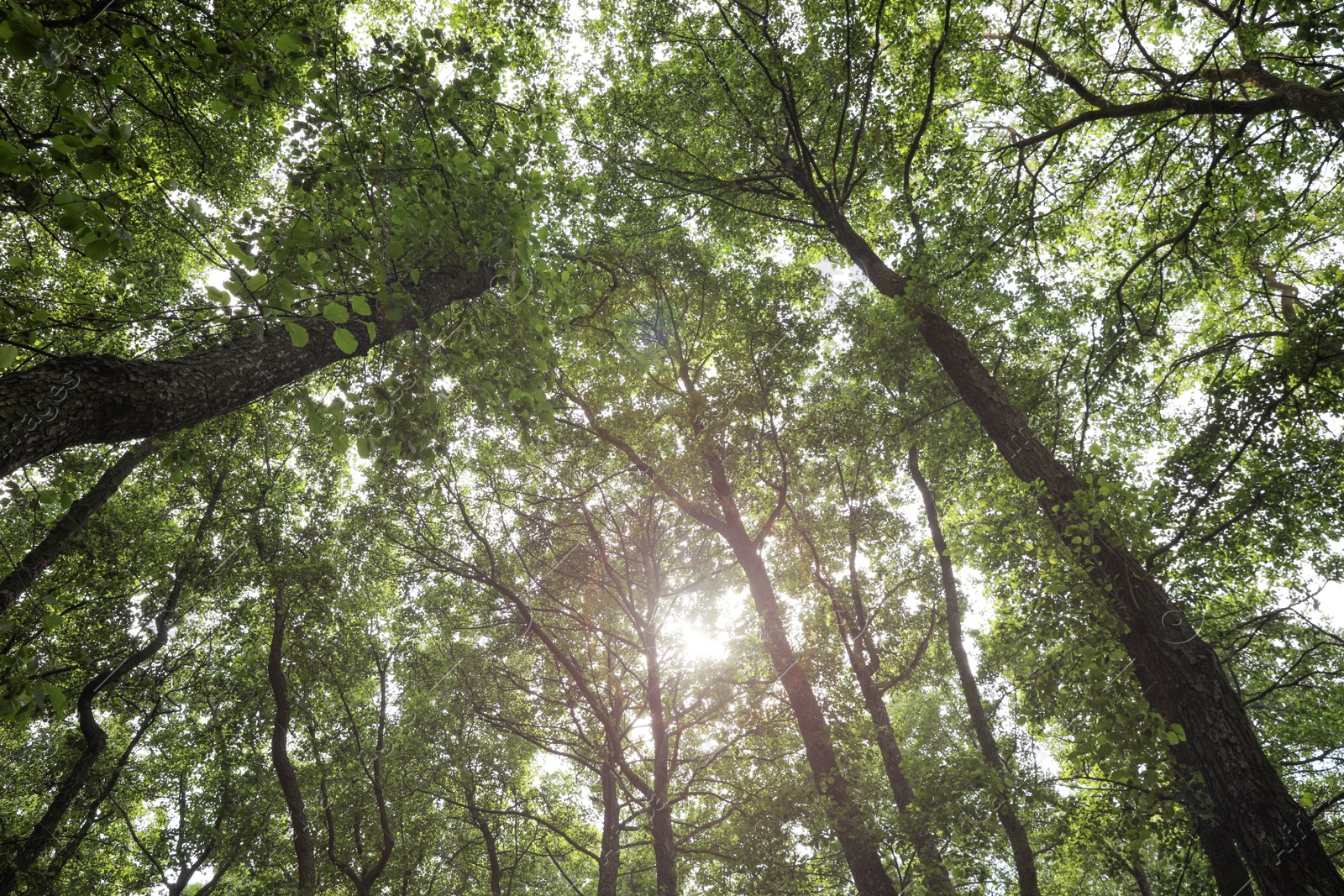 Photo of Trees with green leaves in forest, low angle view