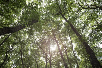 Trees with green leaves in forest, low angle view