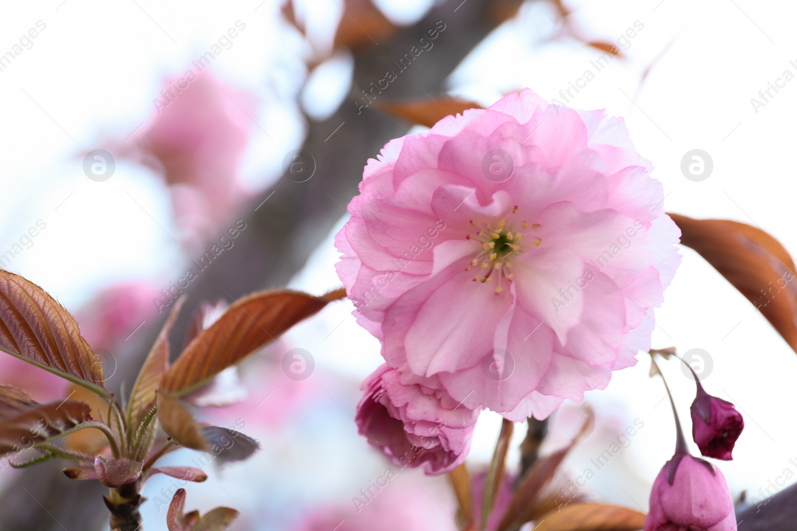 Photo of Closeup view of sakura tree with beautiful blossom outdoors. Japanese cherry