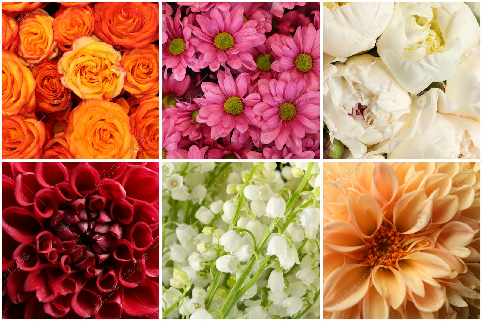 Image of Collage with photos of beautiful fresh flowers 