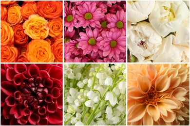 Image of Collage with photos of beautiful fresh flowers 