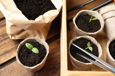 Photo of Young seedlings in peat pots on wooden table