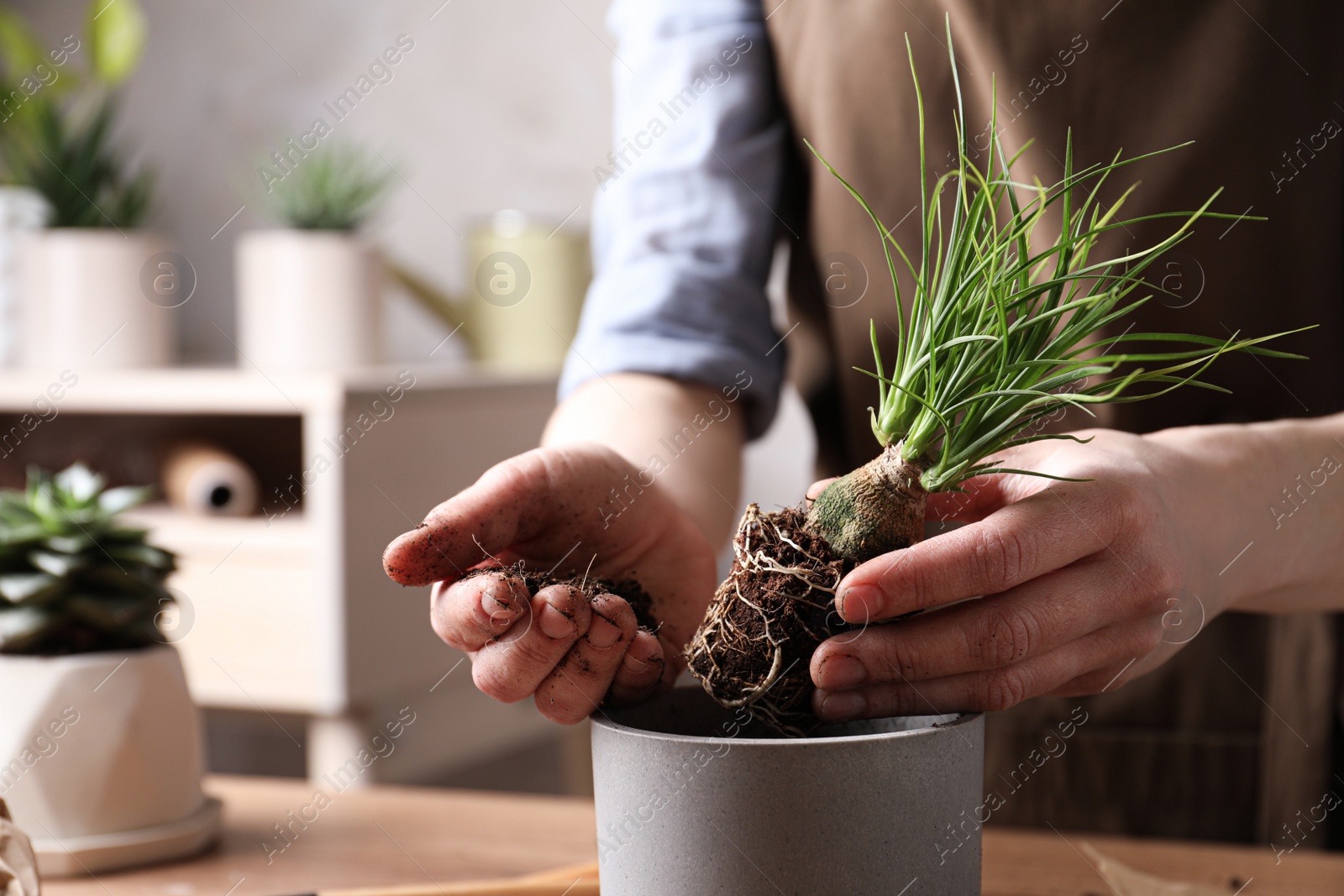 Photo of Woman transplanting Nolina into pot at table indoors, closeup. House plant care