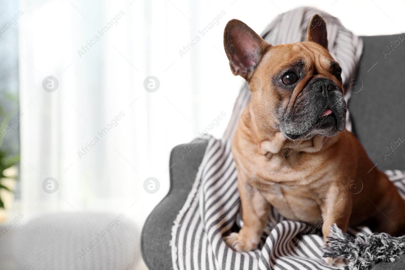 Photo of Funny French bulldog in armchair at home. Space for text