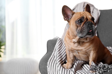 Funny French bulldog in armchair at home. Space for text