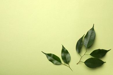 Photo of Fresh green leaves on color background, flat lay. Space for text