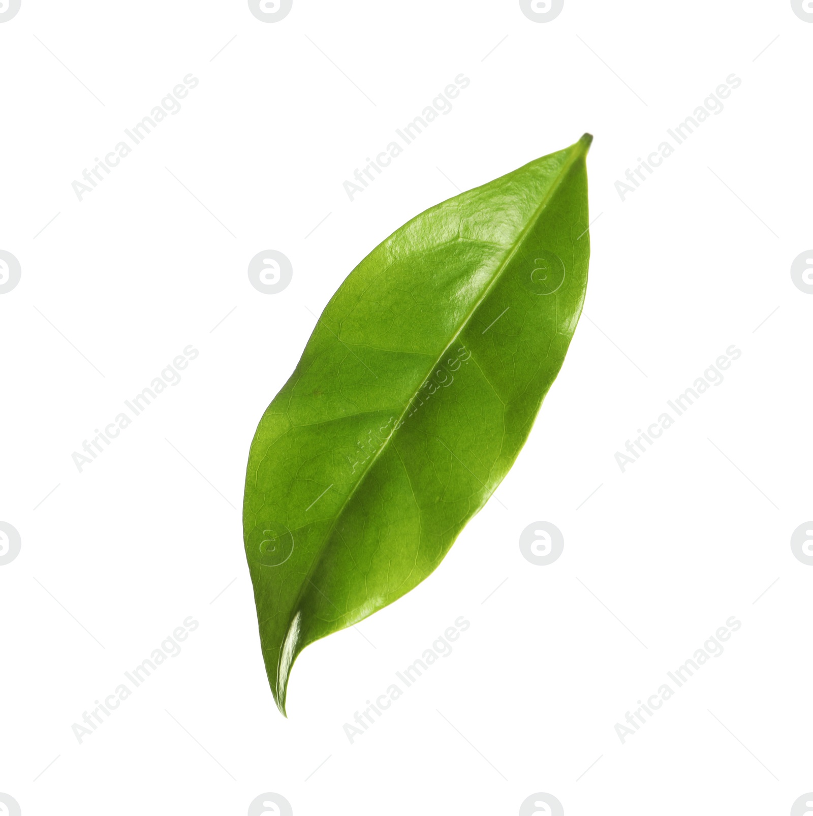 Photo of Fresh green coffee leaf isolated on white