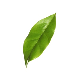 Photo of Fresh green coffee leaf isolated on white