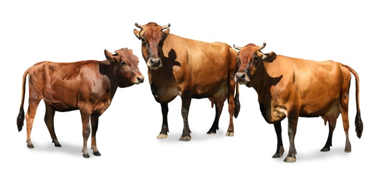 Set of cute cows on white background, banner design. Animal husbandry