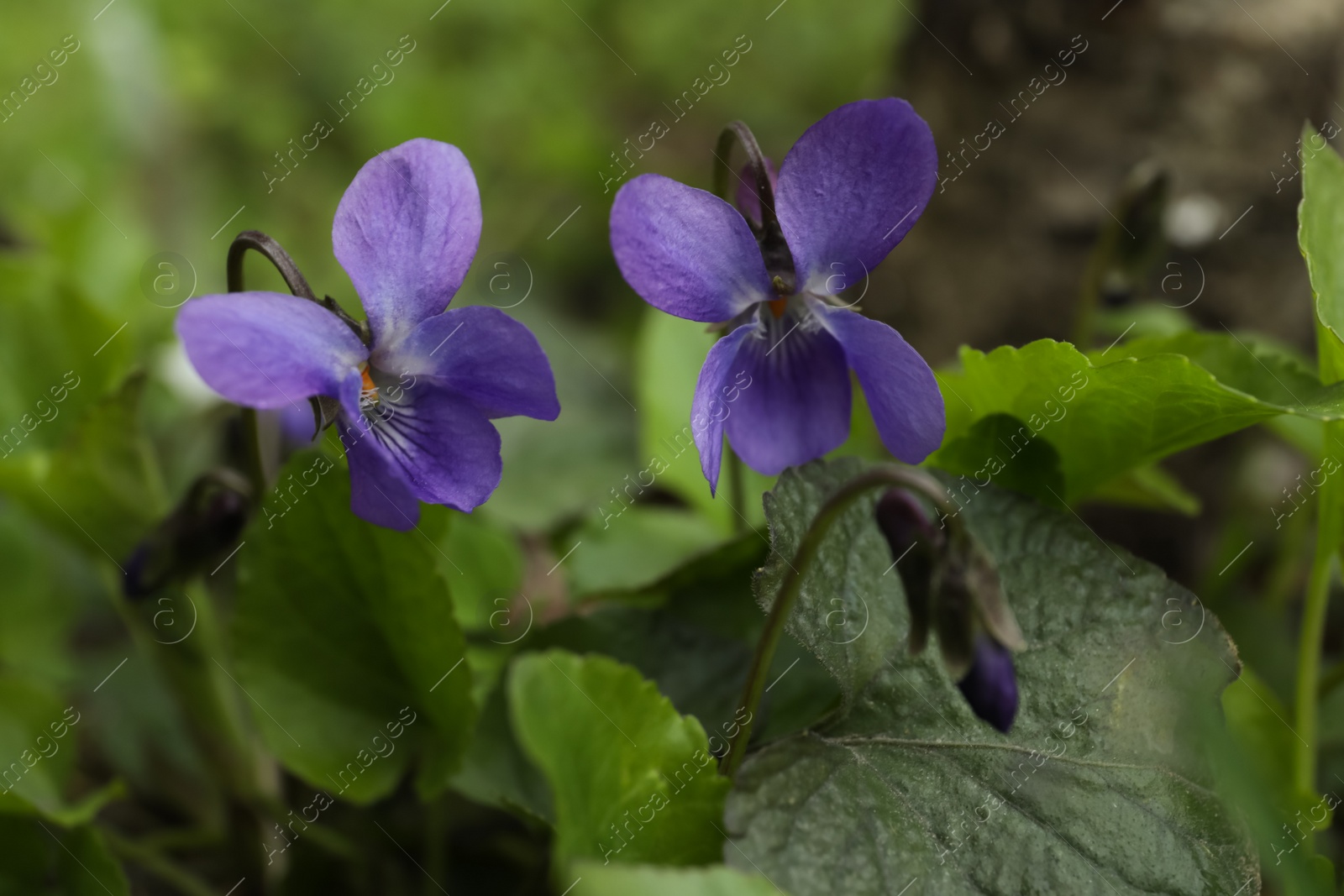 Photo of Beautiful wild violets blooming in forest. Spring flowers