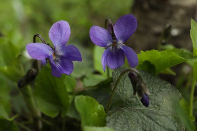 Beautiful wild violets blooming in forest. Spring flowers