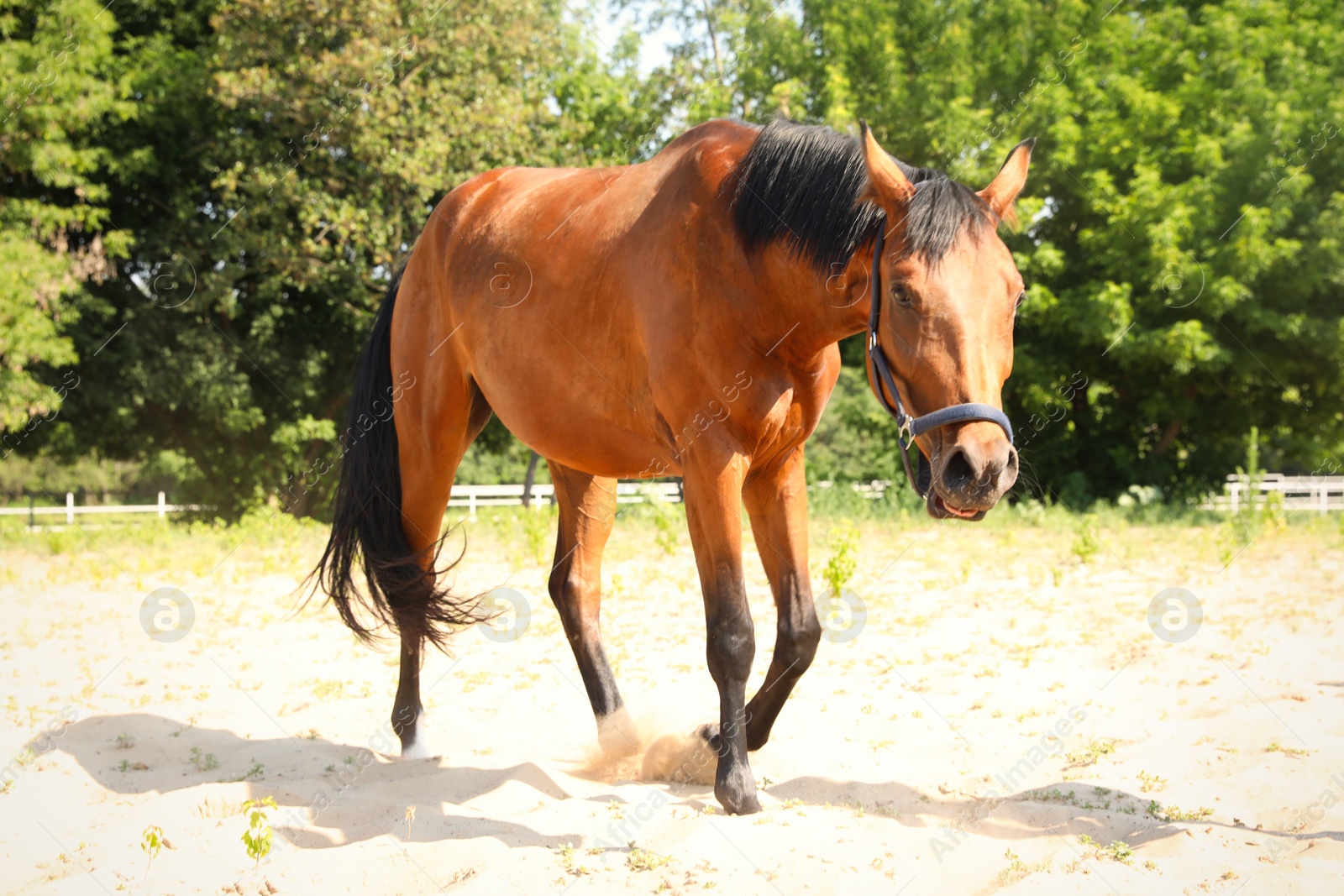 Photo of Bay horse in paddock on sunny day. Beautiful pet