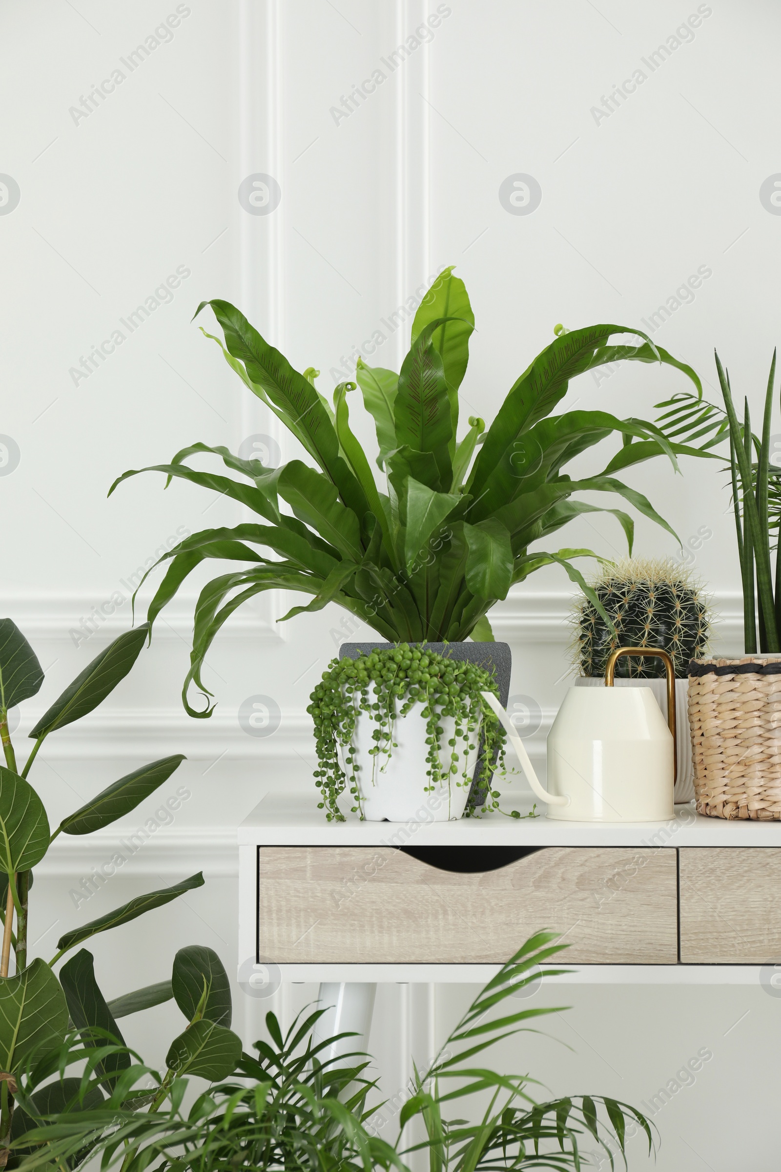 Photo of Many green potted houseplants on table near white wall