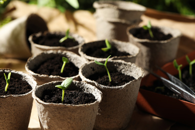 Young seedlings in peat pots on table