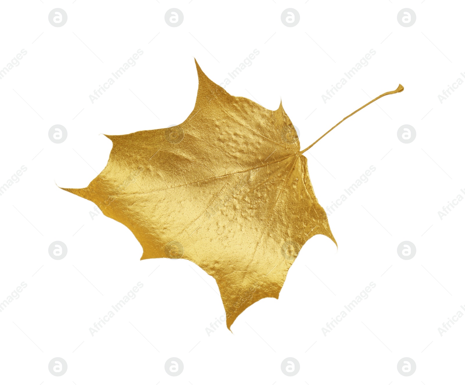 Photo of One golden maple leaf isolated on white. Autumn season