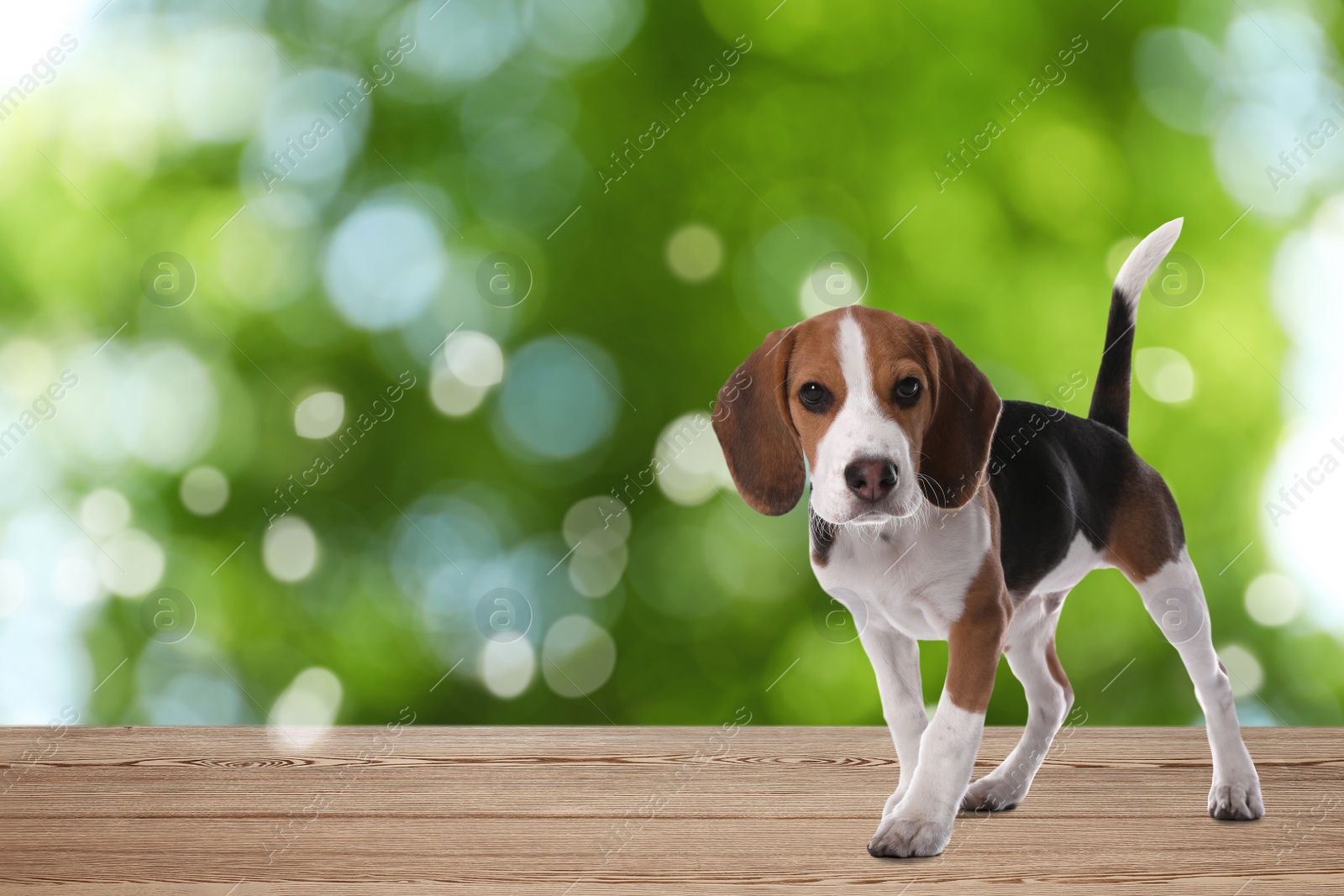 Image of Cute Beagle puppy on wooden surface outdoors, bokeh effect. Adorable pet 