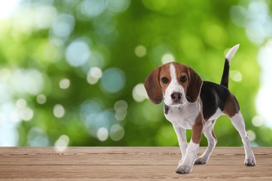 Image of Cute Beagle puppy on wooden surface outdoors, bokeh effect. Adorable pet 