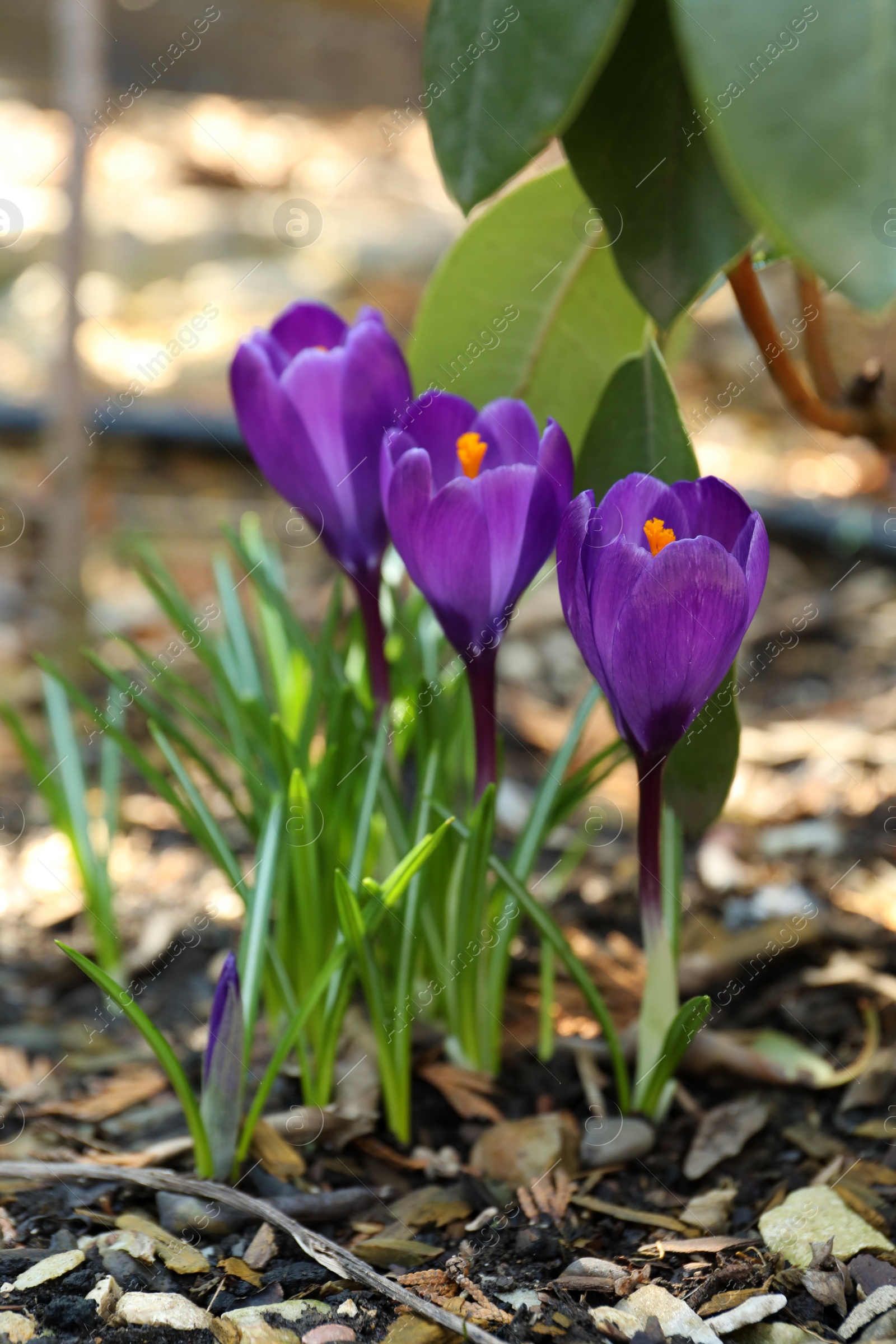 Photo of Beautiful purple crocus flowers outdoors. Spring season