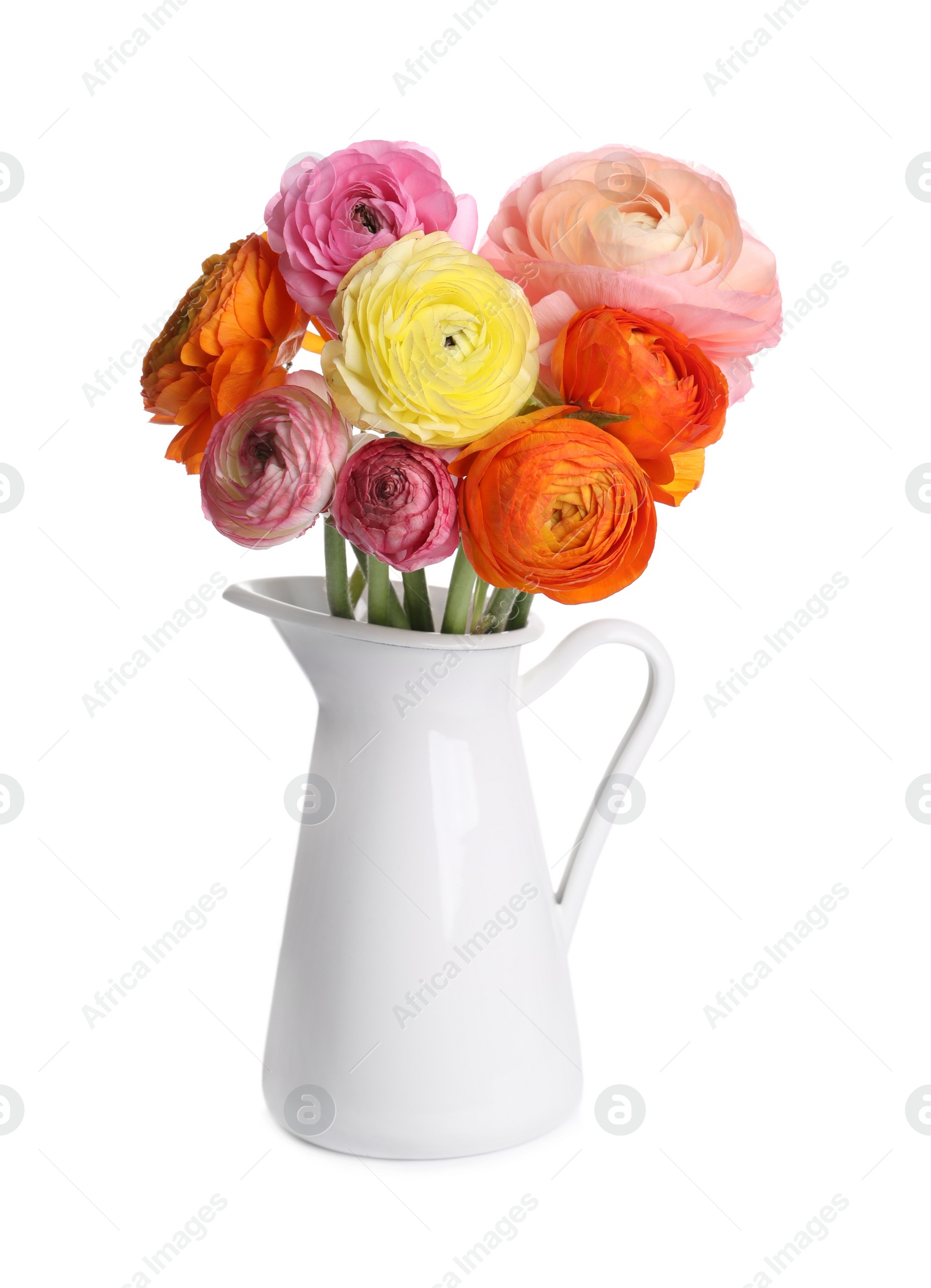 Photo of Beautiful ranunculus flowers in jug isolated on white